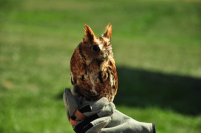 The Howard County Conservancy's eastern screech owl perches on her handler's glove at Belmont during a field trip