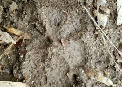 Many dog tracks on the trails of Patapsco Valley and the Howard County Conservancy at Belmont