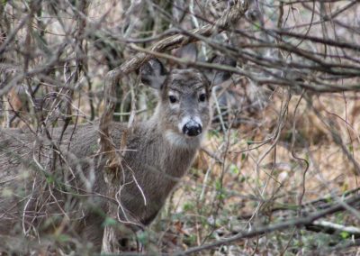 White-tailed deer are common in PAtapsco Valley around the Howard County Conservancy at Belmont