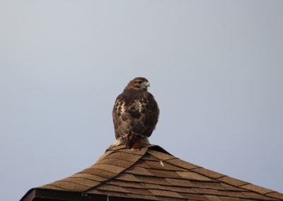 A hawk visits the Howard County Conservancy at Belmont