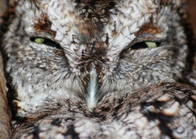 Belle, the Howard County Conservancy's eastern screech owl