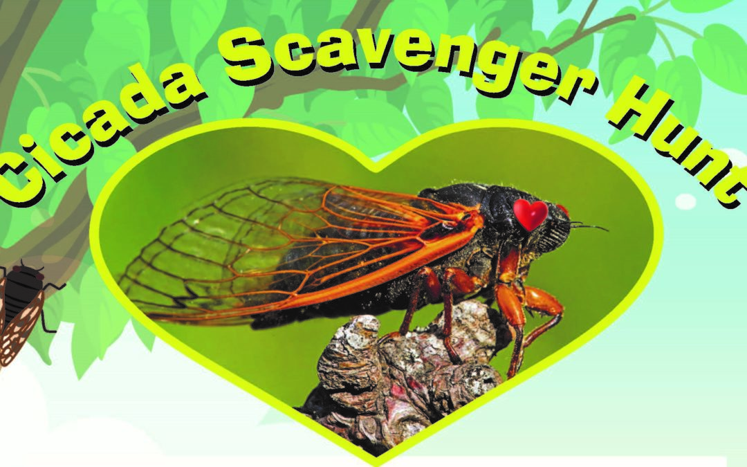 We Love Cicadas!