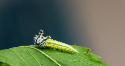 Curious About Caterpillars