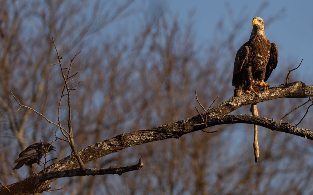 Spotted: Bald Eagle vs. Crow
