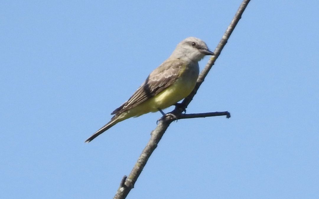 Spotted at the Conservancy: Western Kingbird
