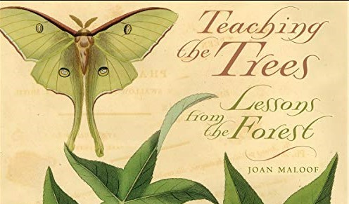 Book Discussion: Teaching the Trees