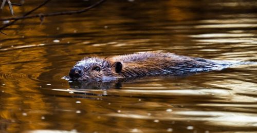 Sold out: Beaver Walk and Talk