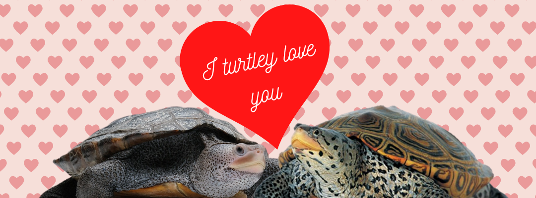 A Turtle Love Fest