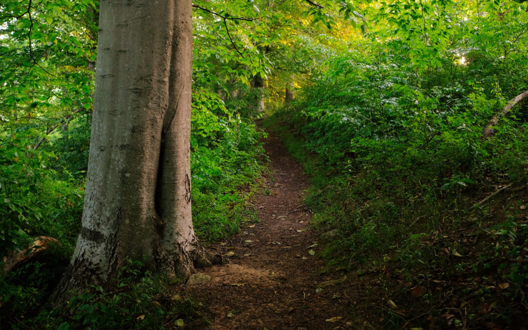 Sold Out – Forest Bathing: Guided Walk & Activities