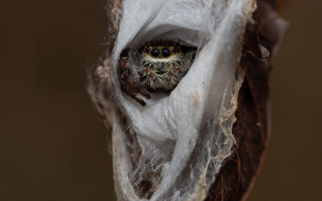 Spotted at the Conservancy: Jumping spider