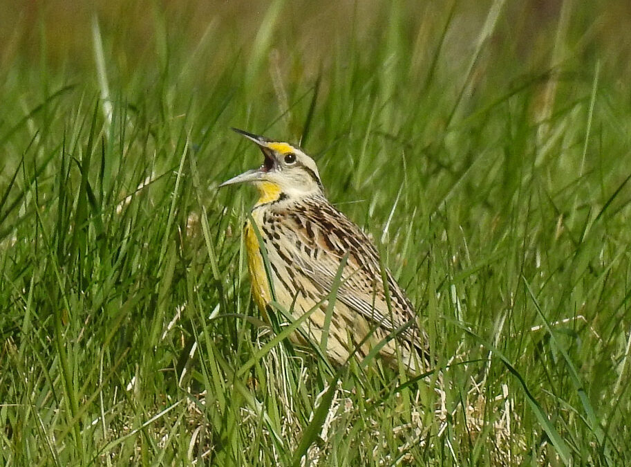 Spotted at the Conservancy: Eastern meadowlark