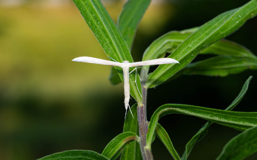 Spotted at the Conservancy: Plume moth