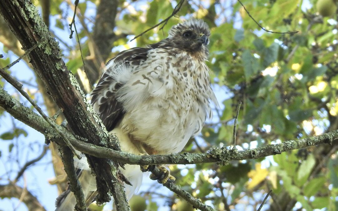 Spotted at the Conservancy: Juvenile red-shouldered hawk