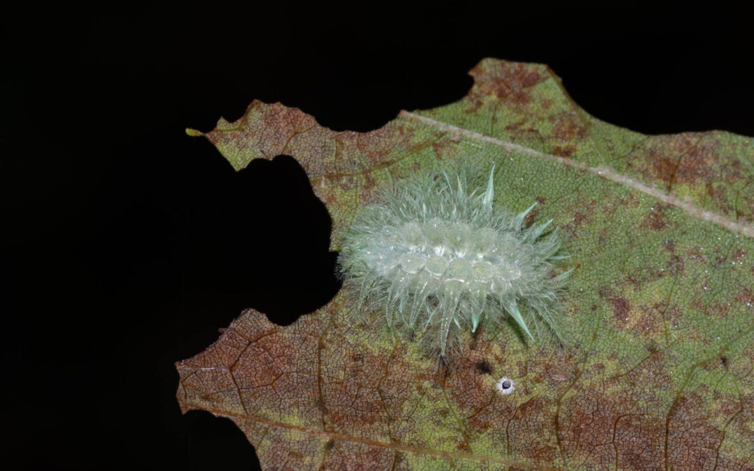 Spotted at the Conservancy: Spun glass slug caterpillar