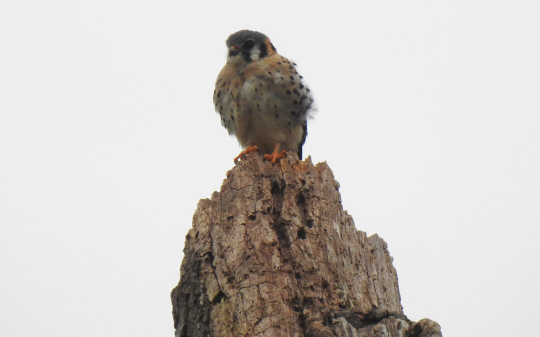 Spotted at the Conservancy: American kestrel