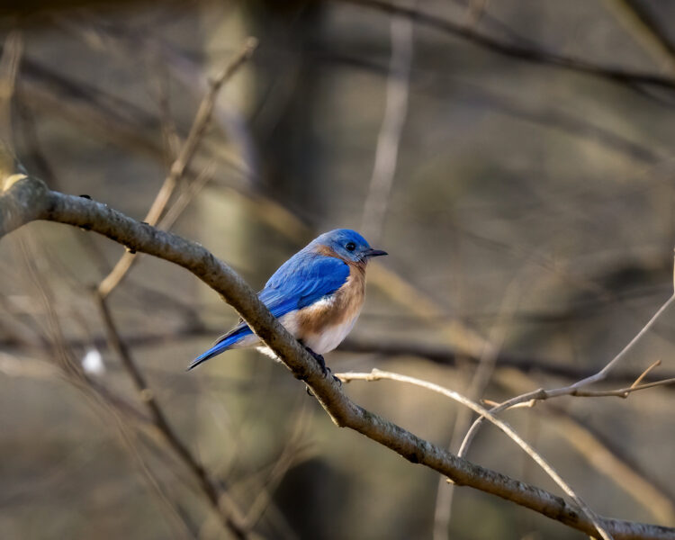 Bluebird on branch by Tim Phillips