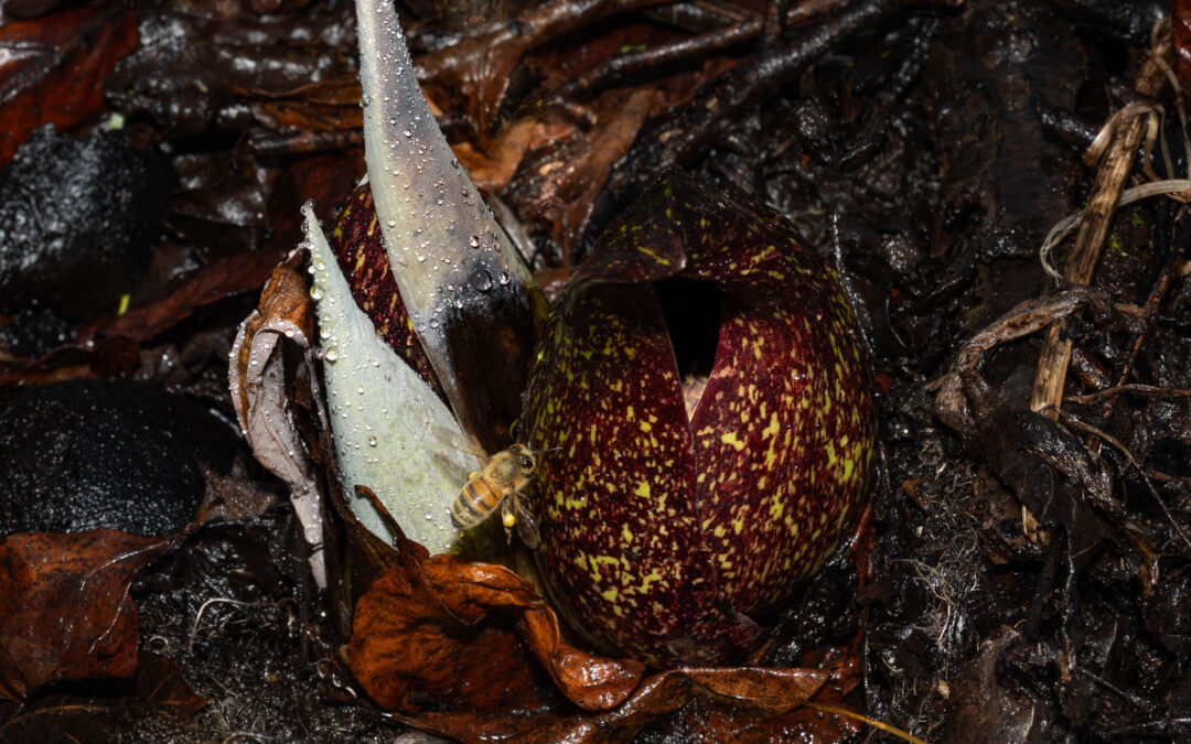 Spotted at the Conservancy: Skunk cabbage and honey bee