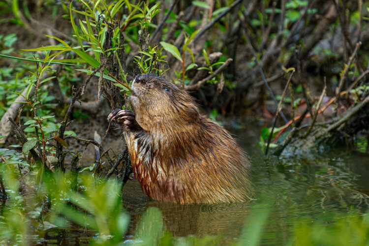 Beaver at HCC by Dan Lanier